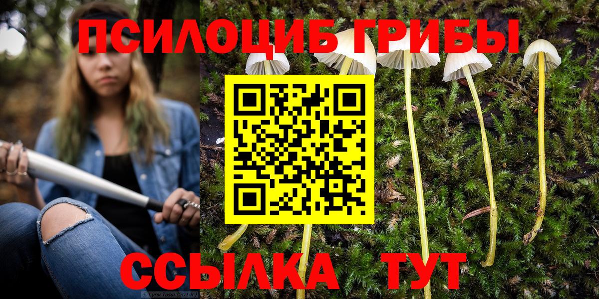закладка  Вход с VPN  Кимры  Галлюциногенные грибы Psilocybe 