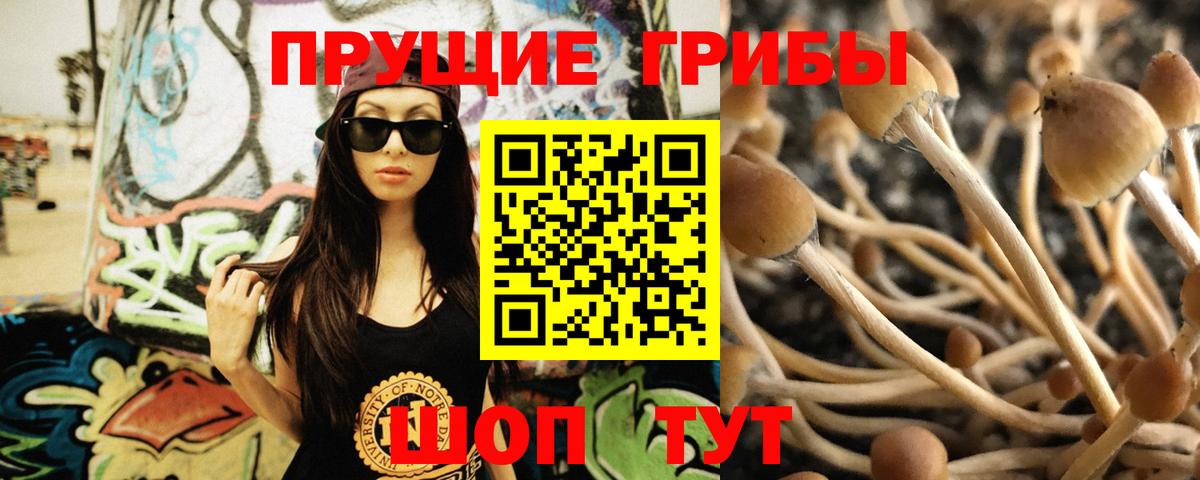 Псилоцибиновые грибы Psilocybe Кимры
