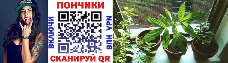 Конопля Ganja  Кимры 